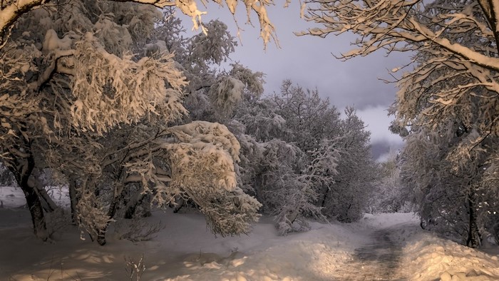 Snow-covered trees line a path at dusk