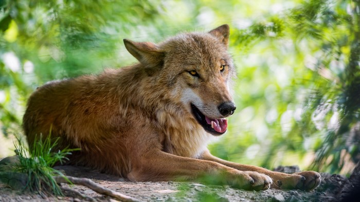 Wolf lying down in a forest