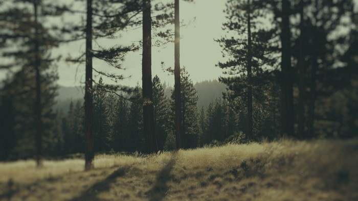 4K Forest Landscape