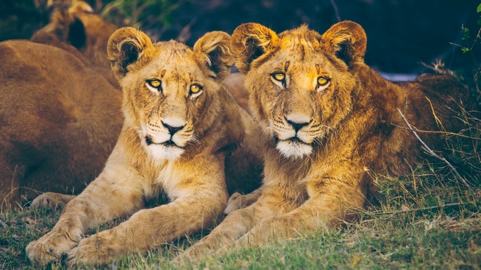 Two young lions resting in grass