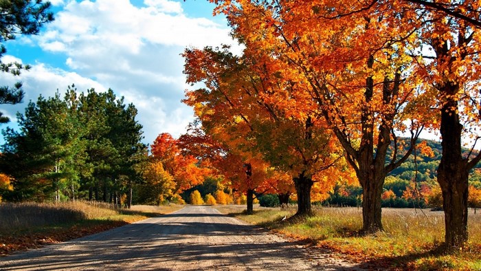 Autumn Road Lined with Colorful Trees