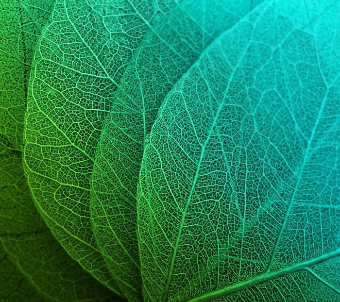 Close-up of translucent green and blue leaves