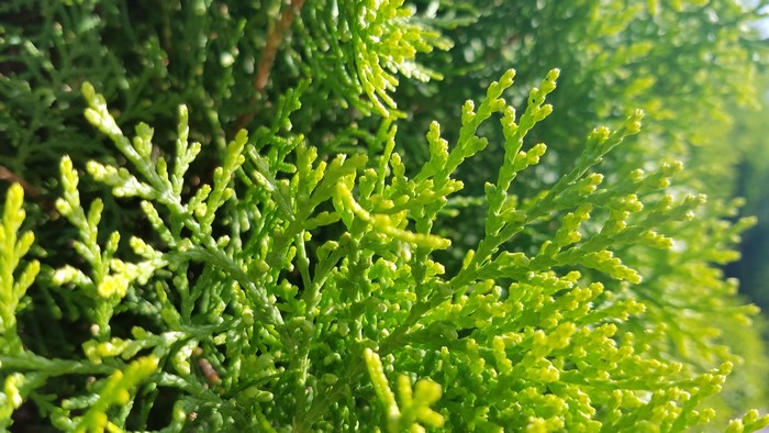 4K Green Foliage Close-up