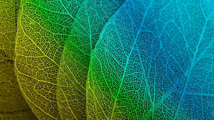 Close-up of Skeletonized Leaves with Gradient Color