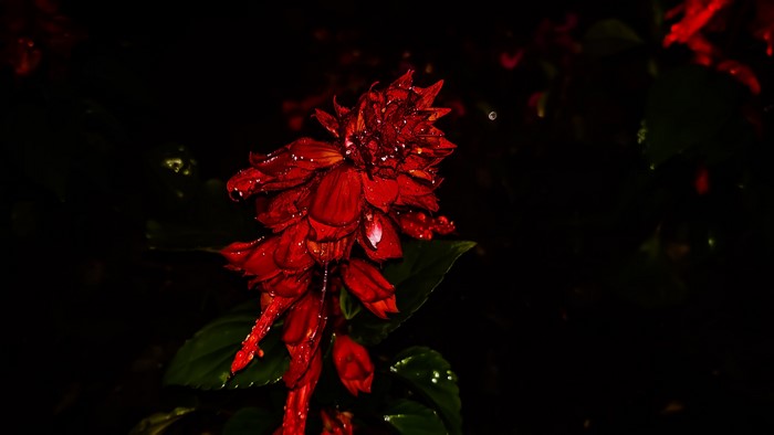 4K Red Flower with Water Droplets