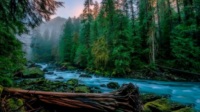 Misty forest river with fallen log