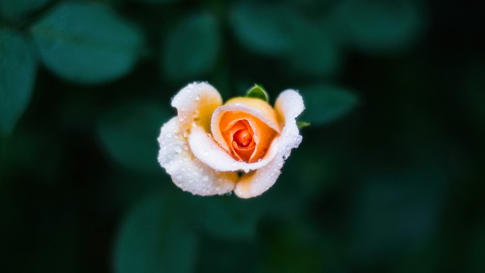 Orange rose with water droplets