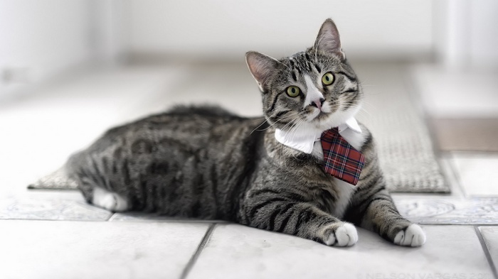 A tabby cat wearing a tie