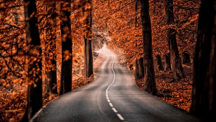Autumn road with orange trees