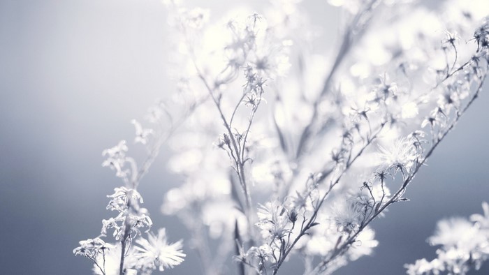 White fluffy plants in bright sunlight