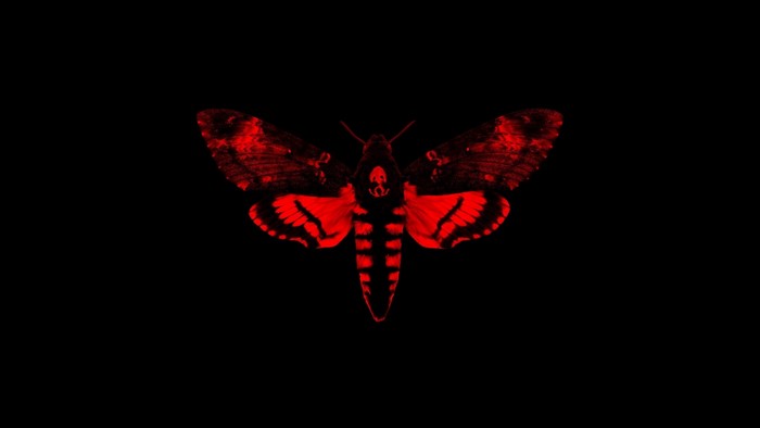 Red Death's-head Hawkmoth on Black Background