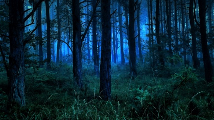 Dark forest with blue light