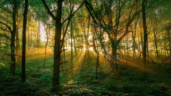Sunlight filtering through trees in a forest