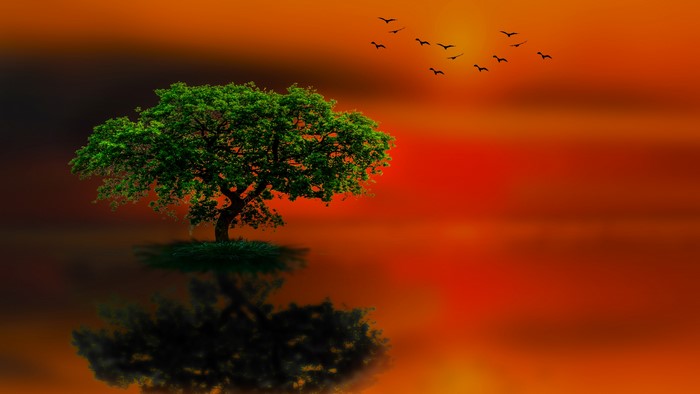 Tree and Birds at Sunset