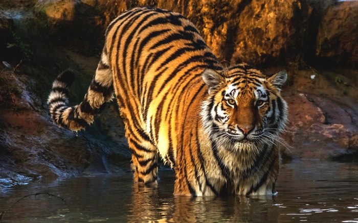 Tiger standing in water