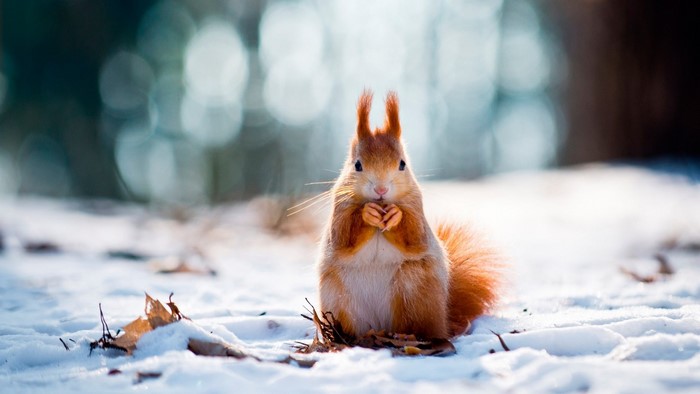 A squirrel sits in the snow