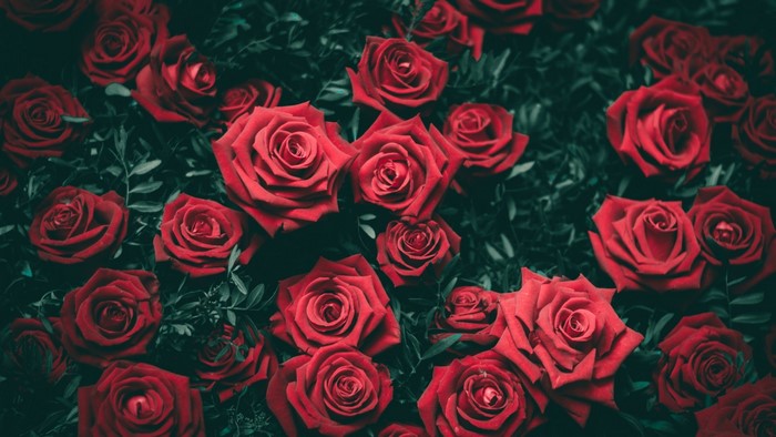 A bed of deep red roses