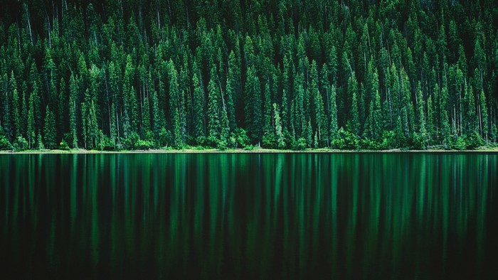 Forest reflected in a lake