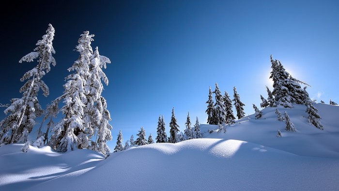 Snow-covered trees under a clear blue sky