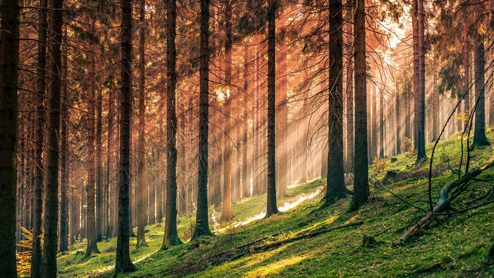 Sunbeams in a dense forest