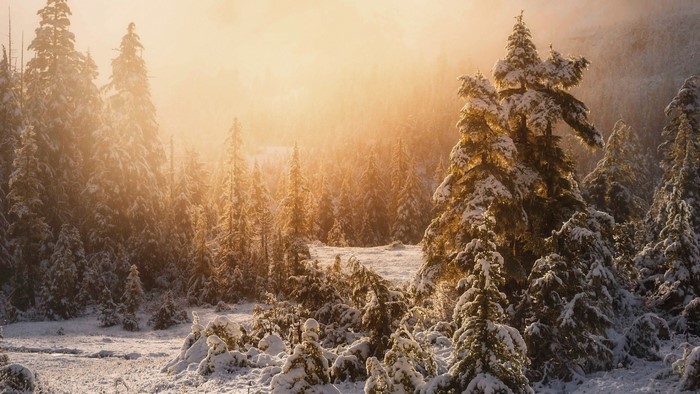 Winter forest with snow-covered trees at sunrise