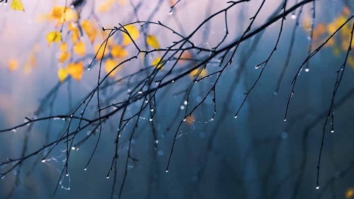 Autumn branches with water droplets