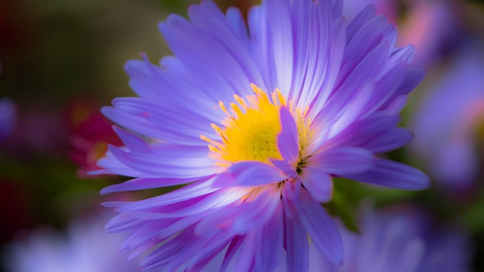 Close-up of a purple aster flower with a yellow center