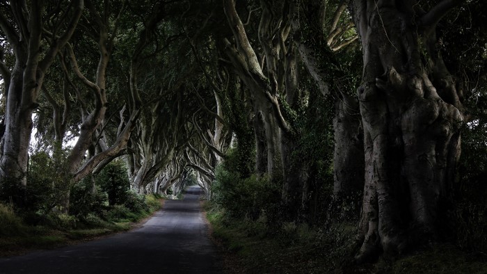 The Dark Hedges road