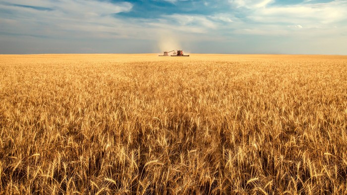 Wheat Field Harvest in Montana, USA
