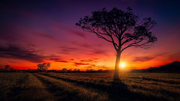 Silhouette of a tree against a vibrant sunset
