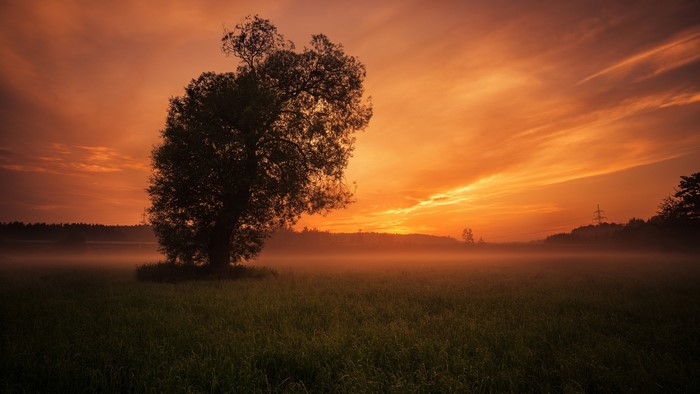 Sunset over a misty field with a lone tree