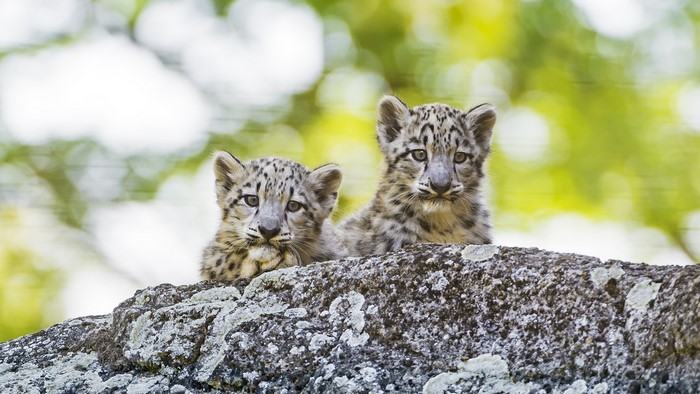 Two young snow leopards on a rock