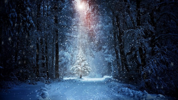 Snowy forest path with a single illuminated tree