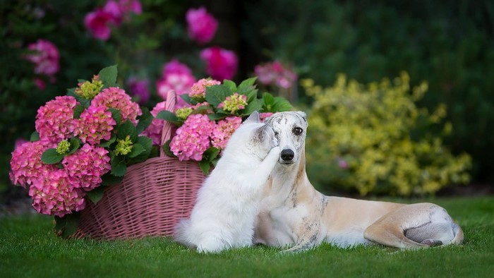 Dog and cat with hydrangeas