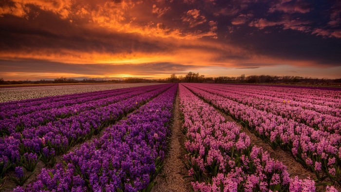 Field of purple and pink hyacinths at sunset in the Netherlands