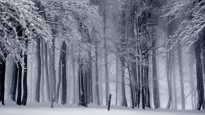 Snow-covered trees in a foggy forest