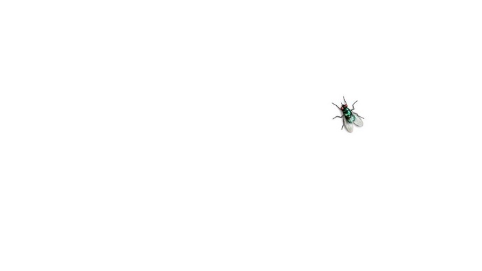Minimalist fly on white background