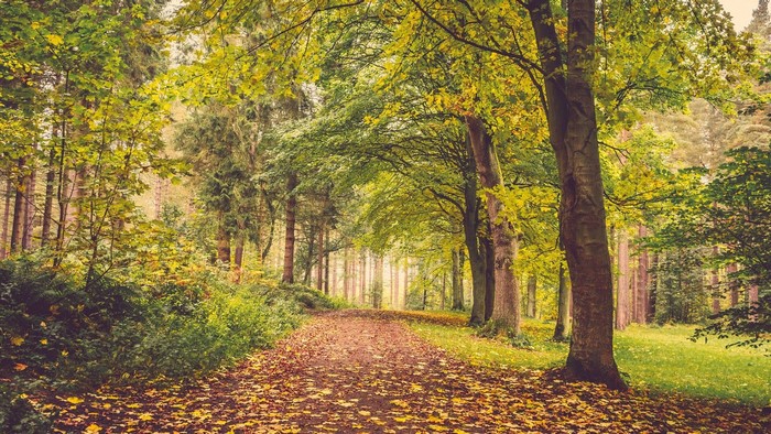 Autumn forest path with fallen leaves