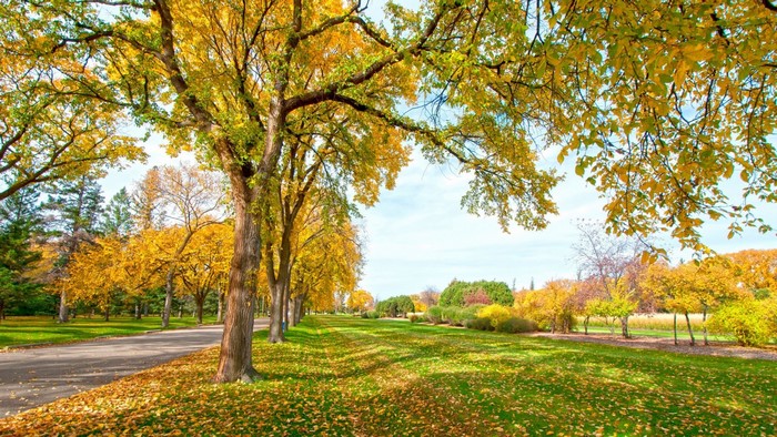 Autumn park with trees and fallen leaves