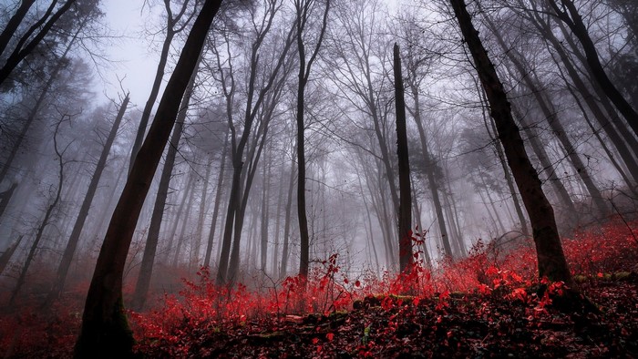 Misty forest with red foliage