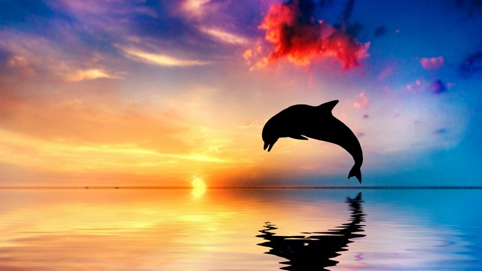 4K Dolphin Leaping at Sunset