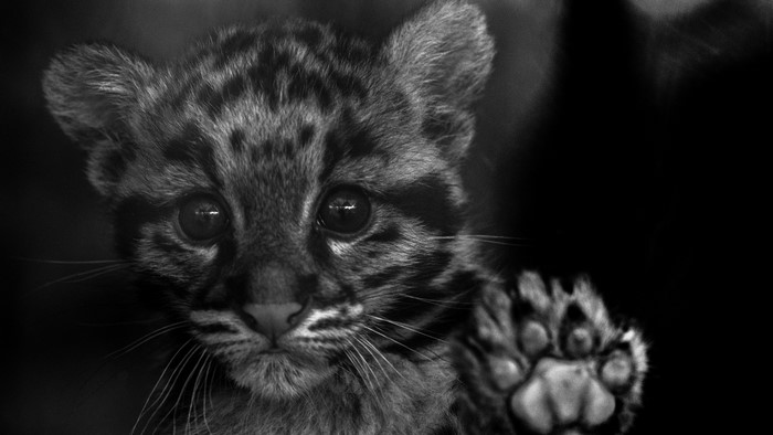 Clouded leopard cub waving paw
