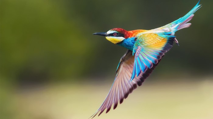 Golden bee-eater bird in flight