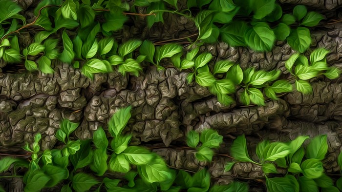 Green ivy vines growing on textured tree bark