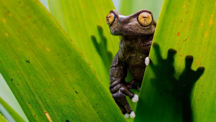 Frog on a green leaf with shadow