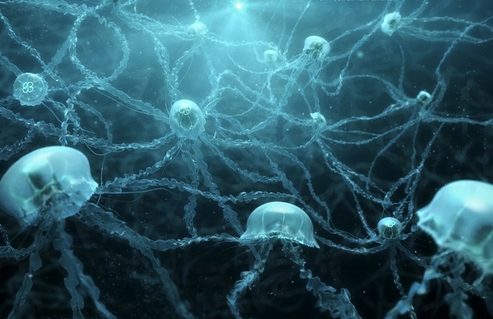 Jellyfish and Neural Network 4K