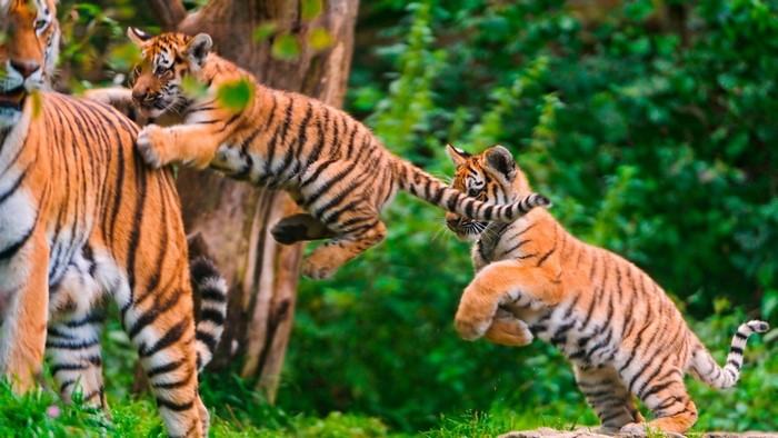 Tigers playing in a forest