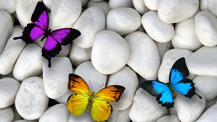 Three Butterflies on White Stones