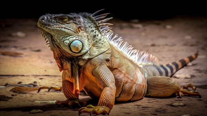 Green Iguana on Sandy Ground
