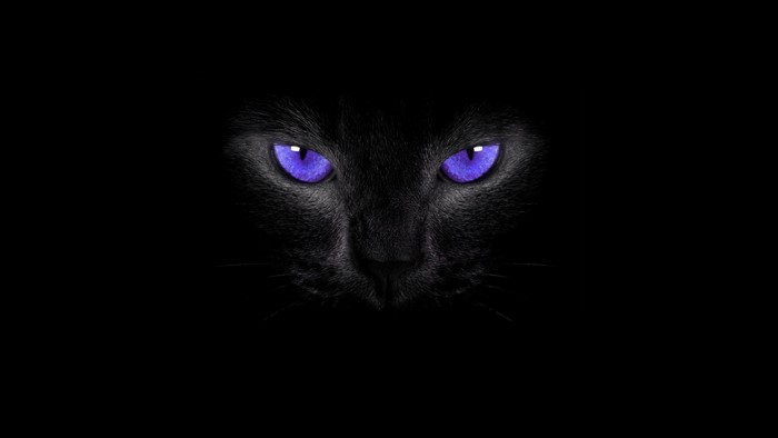 Black cat with glowing purple eyes